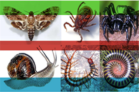 除害虫工作,除四害除虫