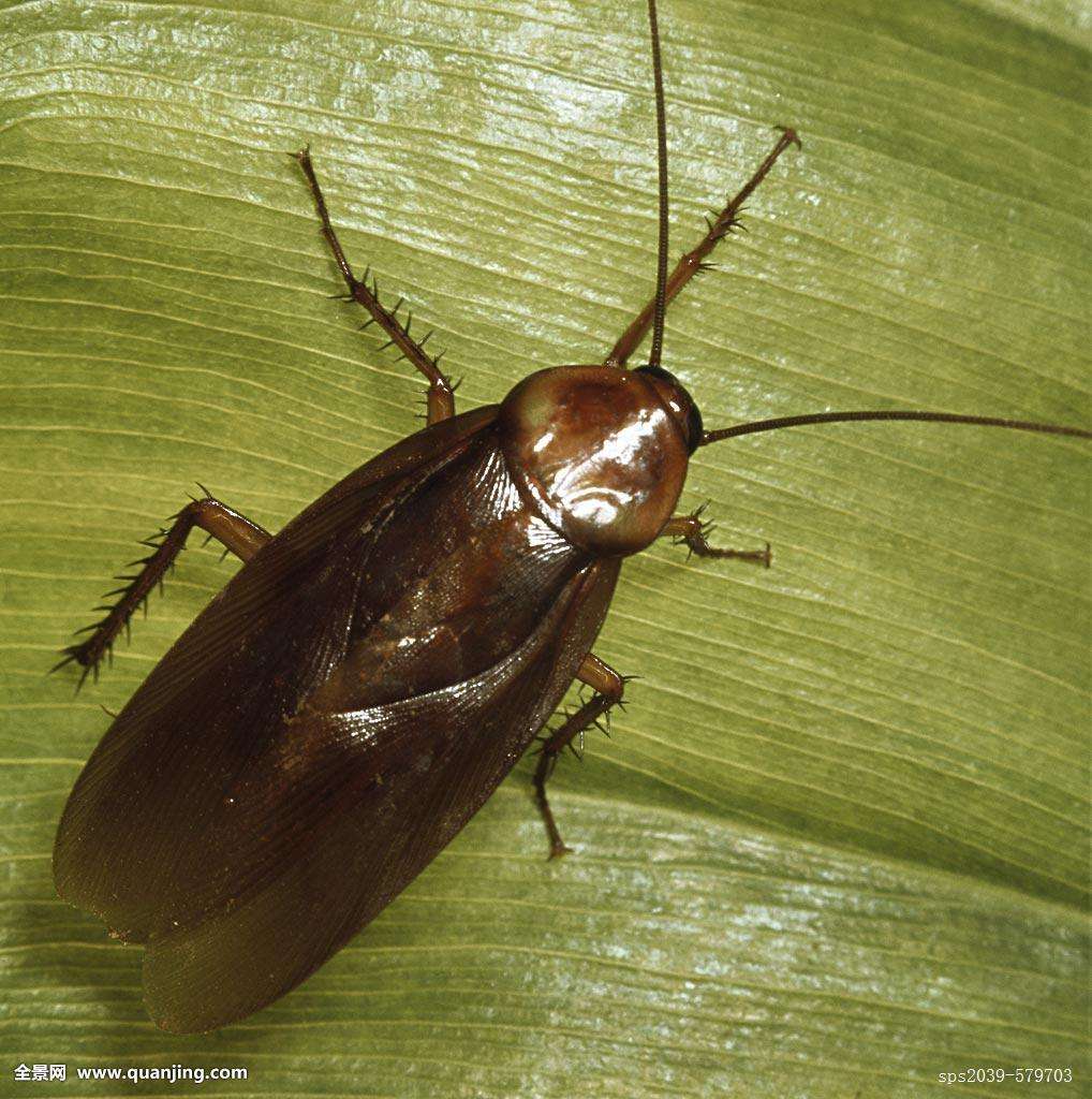 除害虫工作,除四害除虫