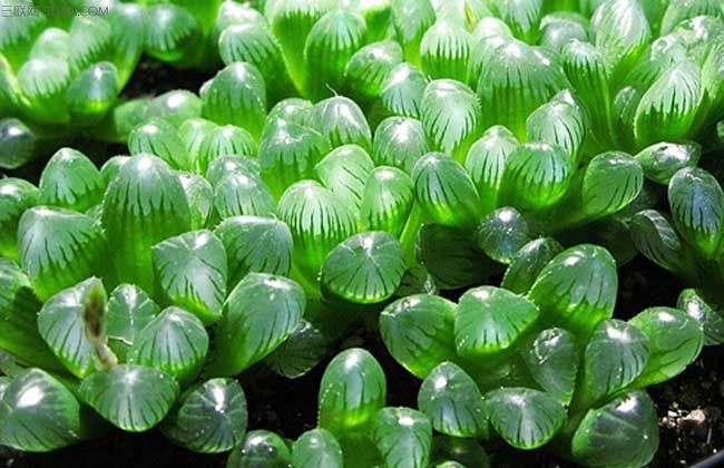 划划手机养养眼，让多肉美拍缓解你的疲劳，静下来明天再出发！