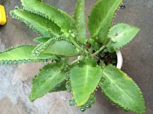 划划手机养养眼，让多肉美拍缓解你的疲劳，静下来明天再出发！