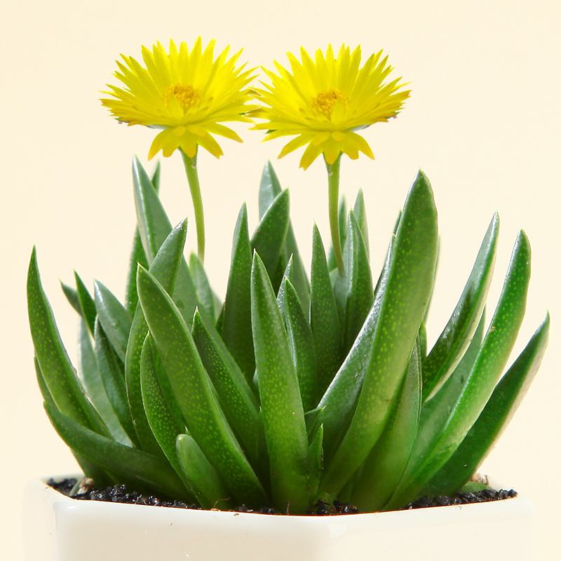 划划手机养养眼，让多肉美拍缓解你的疲劳，静下来明天再出发！