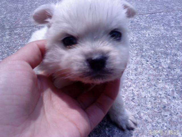 狗年将至,三只狗告诉我什么叫“知心的朋友,暖脚的老狗”