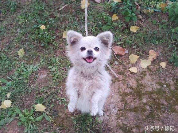 狗年将至,三只狗告诉我什么叫“知心的朋友,暖脚的老狗”