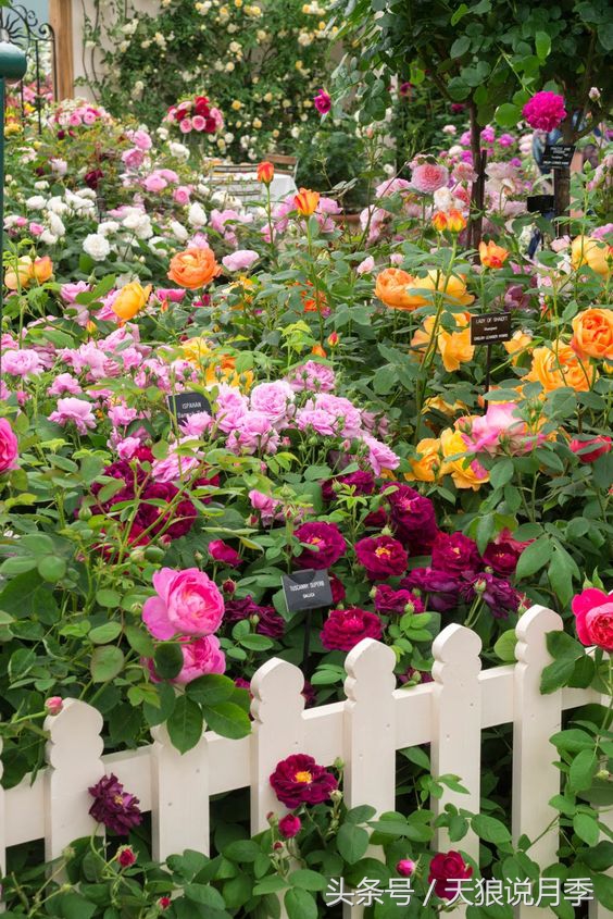 我遇到人生最大的坎坷我该怎么办,种花遇到的问题