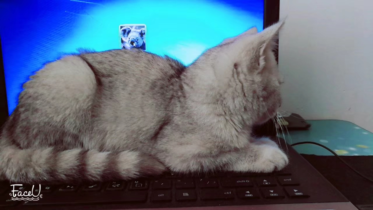 这年头，养只猫咪比养女朋友还要娇气