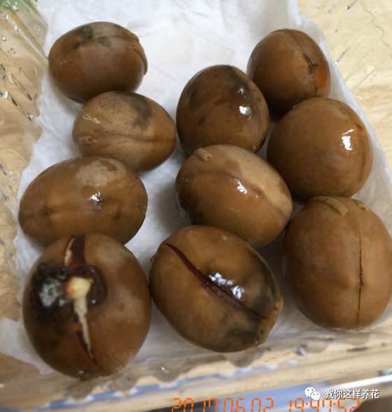 不用种子种的小盆栽简单教程,简单种子盆栽