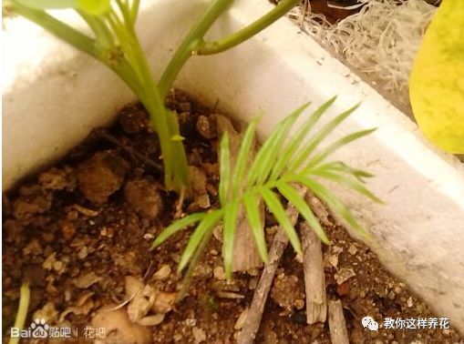 不用种子种的小盆栽简单教程,简单种子盆栽