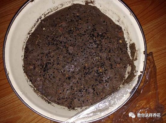 不用种子种的小盆栽简单教程,简单种子盆栽