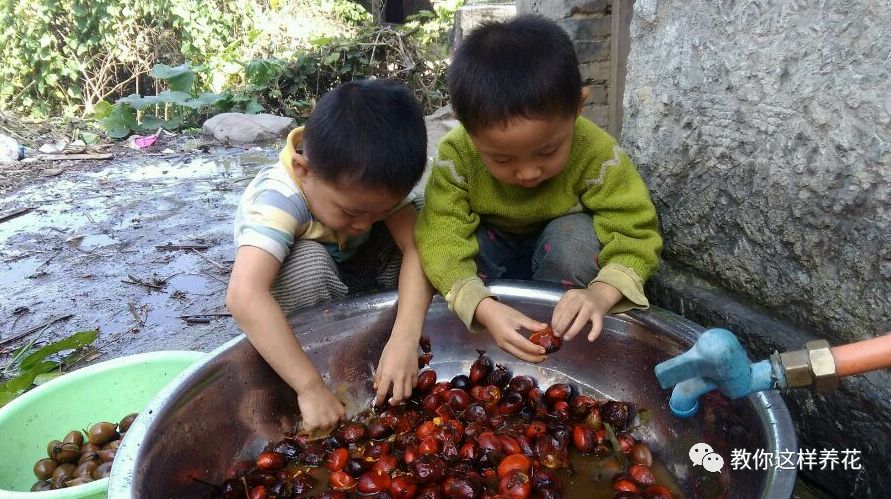 不用种子种的小盆栽简单教程,简单种子盆栽
