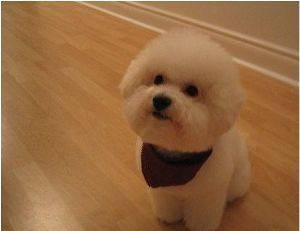 比熊犬视频大全集,比熊犬第三针怎么打