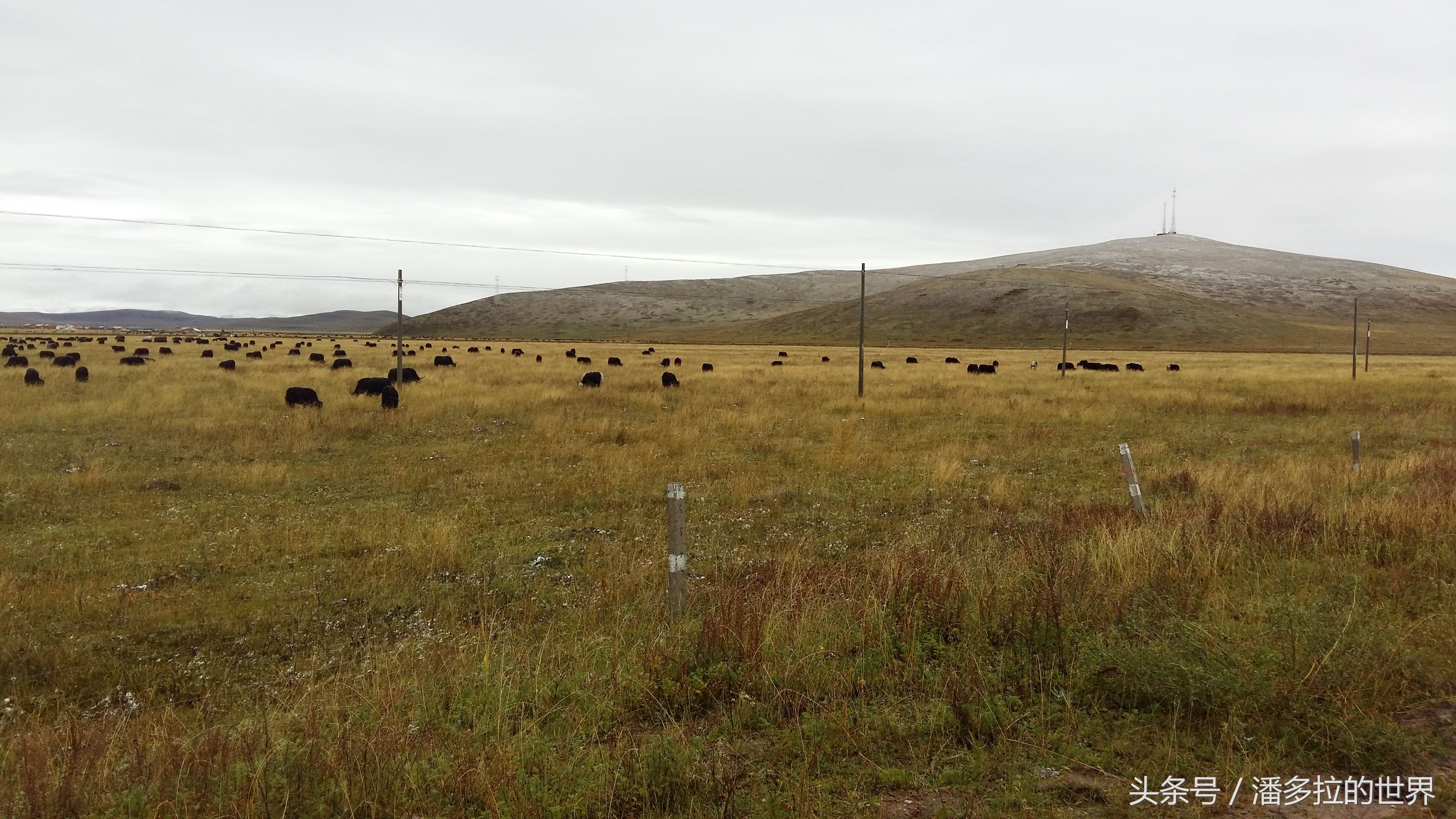 若尔盖大草原到底好不好玩,若尔盖大草原有没有沙漠
