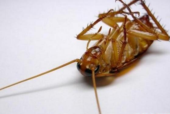 家里的蟑螂越来越多怎么消灭蟑螂,蟑螂最怕什么才能治蟑螂