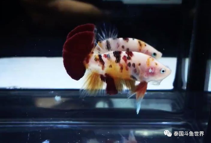 斗鱼拍卖最新消息,超极品泰国斗鱼拍卖