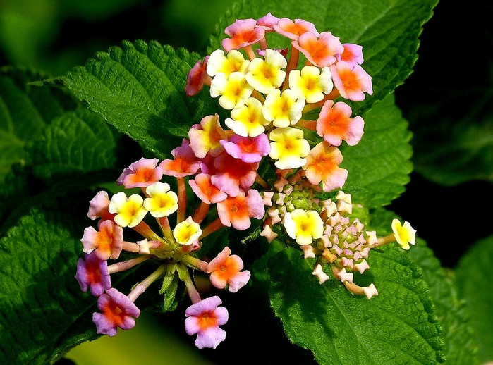 长滩之旅分享篇,长滩旅游行程