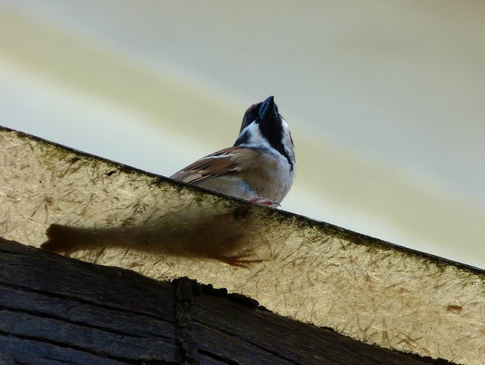 长滩之旅分享篇,长滩旅游行程