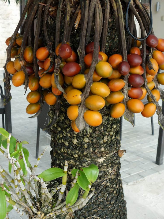 长滩之旅分享篇,长滩旅游行程