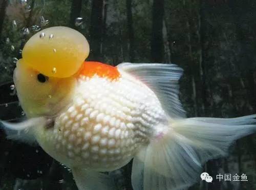 鳞片怪异的金鱼品种大全,国粹金鱼品种介绍之珍珠金鱼
