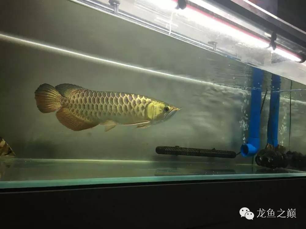 太给力了！8大招完美攻陷金龙鱼！