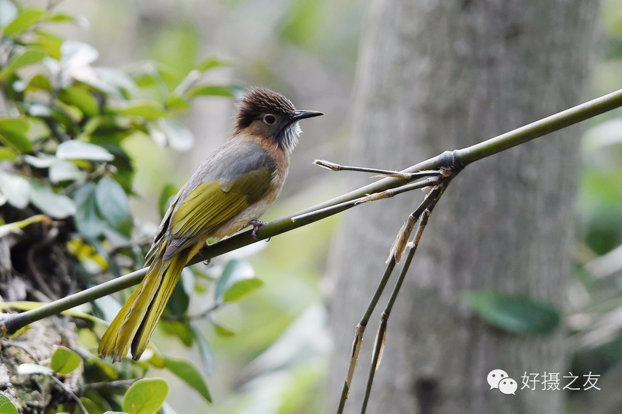 各路大鸟说:秀恩爱,那必须去春天的西湖啊!(拍鸟地图附上)