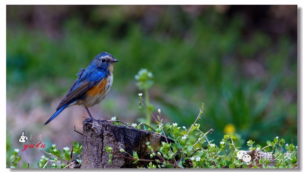 各路大鸟说:秀恩爱,那必须去春天的西湖啊!(拍鸟地图附上)