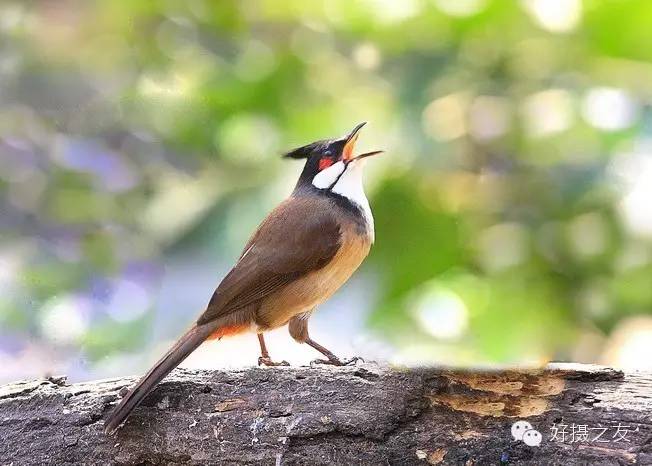 各路大鸟说:秀恩爱,那必须去春天的西湖啊!(拍鸟地图附上)