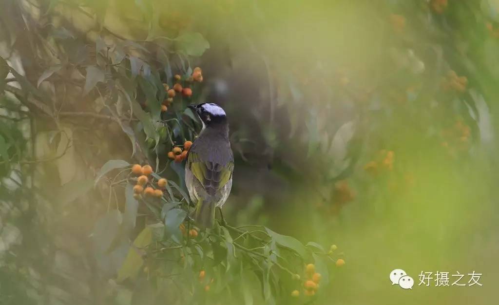各路大鸟说:秀恩爱,那必须去春天的西湖啊!(拍鸟地图附上)