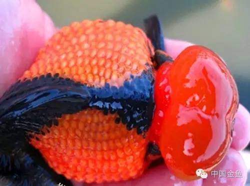 鳞片怪异的金鱼品种大全,国粹金鱼品种介绍之珍珠金鱼