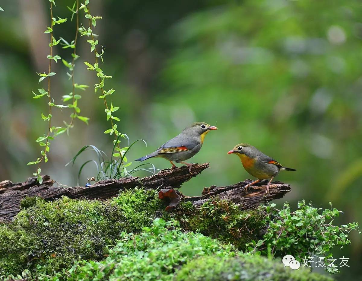 各路大鸟说:秀恩爱,那必须去春天的西湖啊!(拍鸟地图附上)