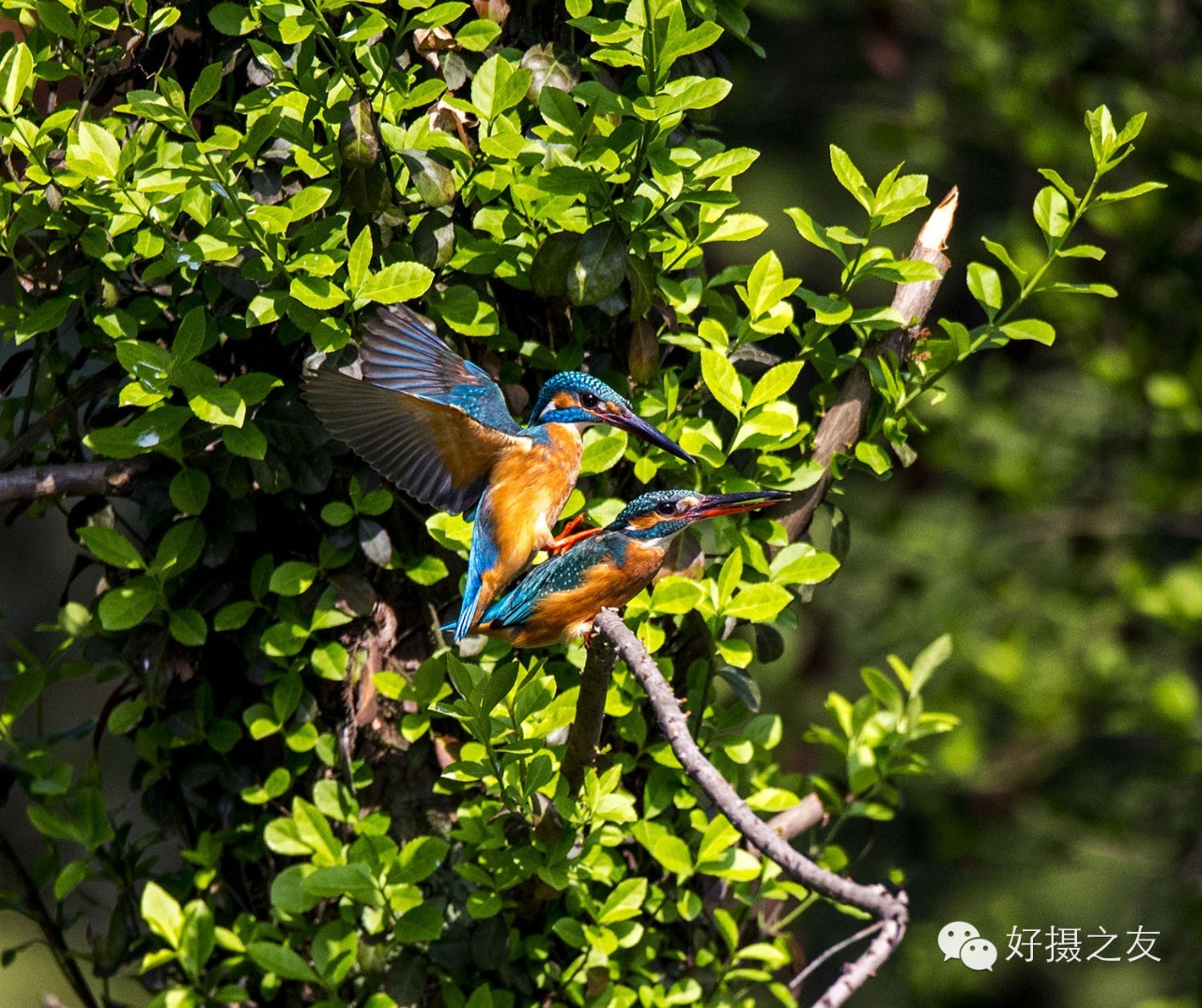 各路大鸟说:秀恩爱,那必须去春天的西湖啊!(拍鸟地图附上)