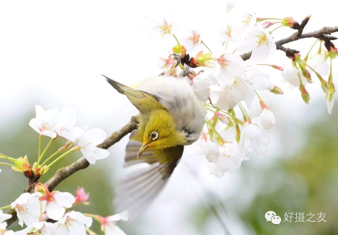 各路大鸟说:秀恩爱,那必须去春天的西湖啊!(拍鸟地图附上)