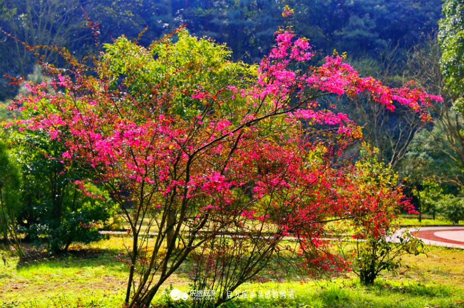 最是那一声弋阳腔：醉了龟峰美了弋阳