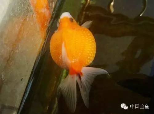 鳞片怪异的金鱼品种大全,国粹金鱼品种介绍之珍珠金鱼
