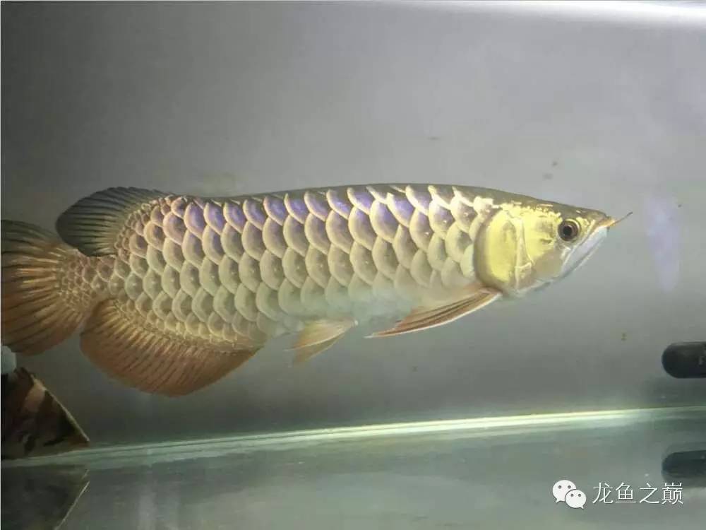 太给力了！8大招完美攻陷金龙鱼！