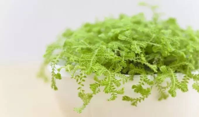 风水上卫生间应该注意什么,风水中如何消除湿气