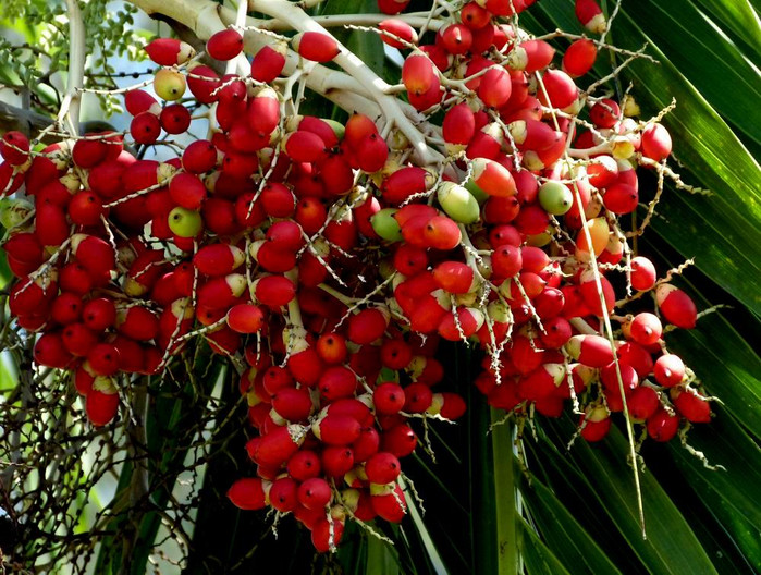 长滩之旅分享篇,长滩旅游行程