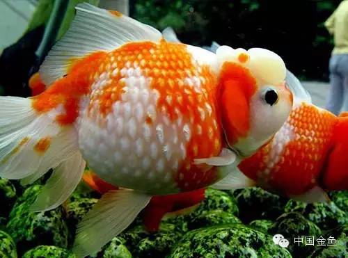 鳞片怪异的金鱼品种大全,国粹金鱼品种介绍之珍珠金鱼