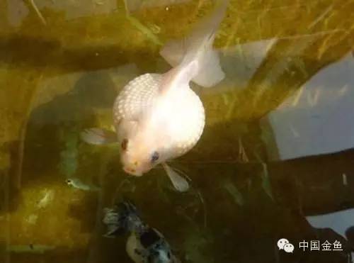 鳞片怪异的金鱼品种大全,国粹金鱼品种介绍之珍珠金鱼