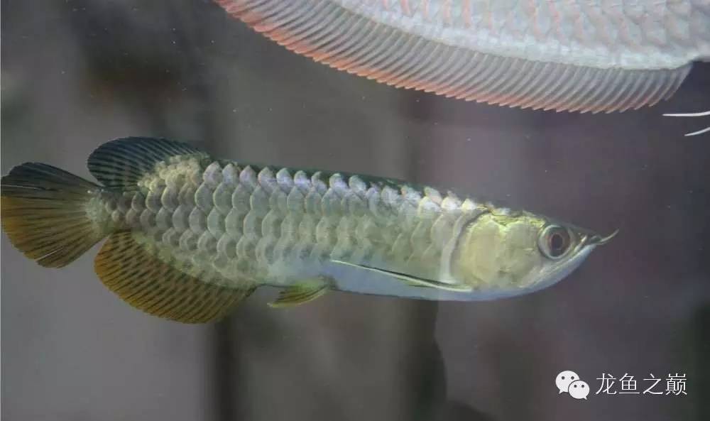 太给力了！8大招完美攻陷金龙鱼！