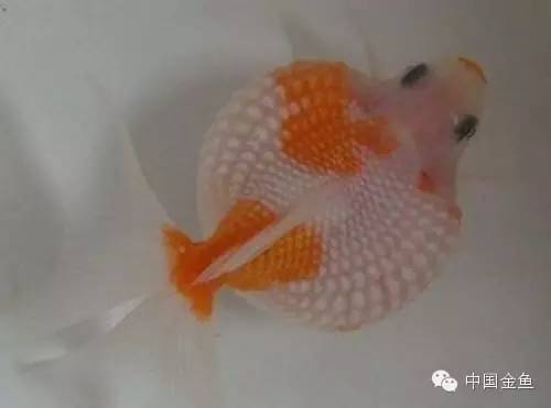鳞片怪异的金鱼品种大全,国粹金鱼品种介绍之珍珠金鱼