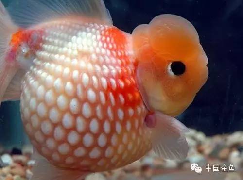 鳞片怪异的金鱼品种大全,国粹金鱼品种介绍之珍珠金鱼
