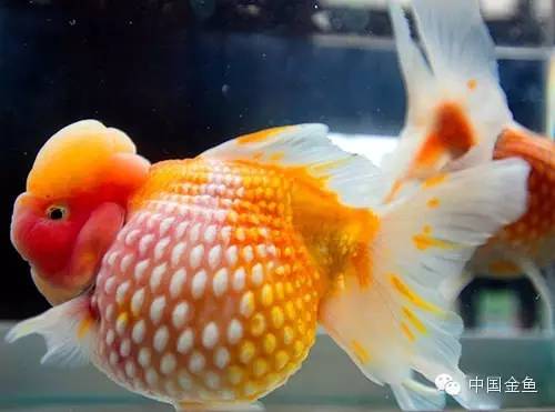 鳞片怪异的金鱼品种大全,国粹金鱼品种介绍之珍珠金鱼