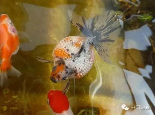 鳞片怪异的金鱼品种大全,国粹金鱼品种介绍之珍珠金鱼