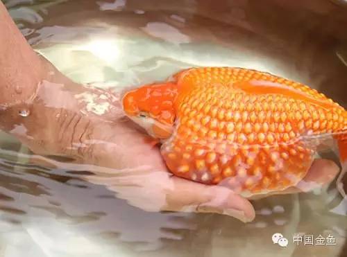 鳞片怪异的金鱼品种大全,国粹金鱼品种介绍之珍珠金鱼