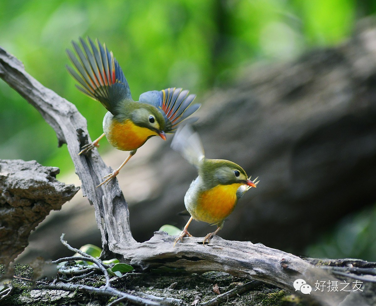 各路大鸟说:秀恩爱,那必须去春天的西湖啊!(拍鸟地图附上)