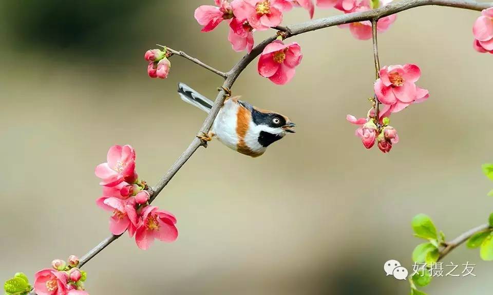 各路大鸟说:秀恩爱,那必须去春天的西湖啊!(拍鸟地图附上)