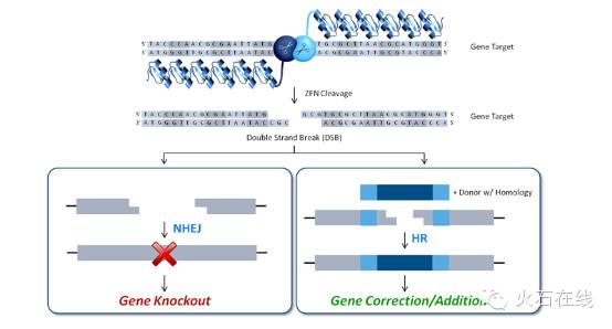 火视212|sangamo再次突破:永久治愈单基因的遗传性疾病