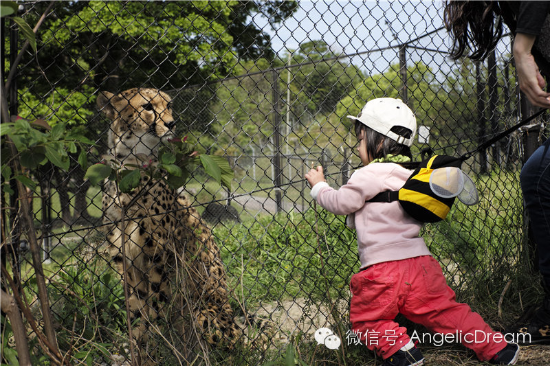 一个中国妈妈带着孩子去了美国,带孩子去日本攻略