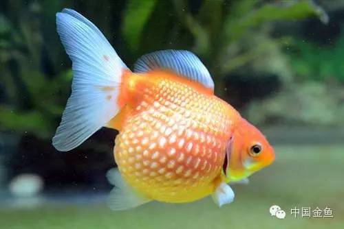 鳞片怪异的金鱼品种大全,国粹金鱼品种介绍之珍珠金鱼