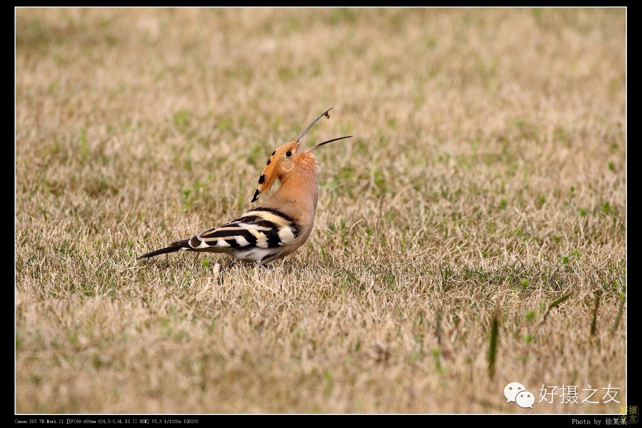 各路大鸟说:秀恩爱,那必须去春天的西湖啊!(拍鸟地图附上)