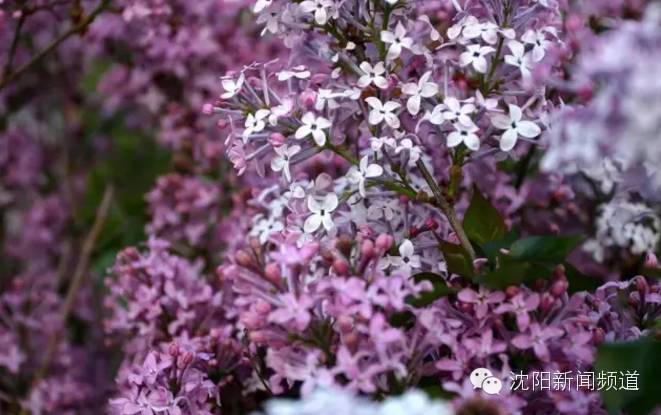 沈阳五一亲子游去哪玩,五一沈阳游玩攻略带孩子沈阳市内